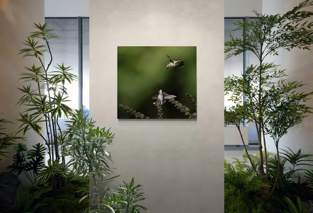 Ruby-throated Hummingbirds