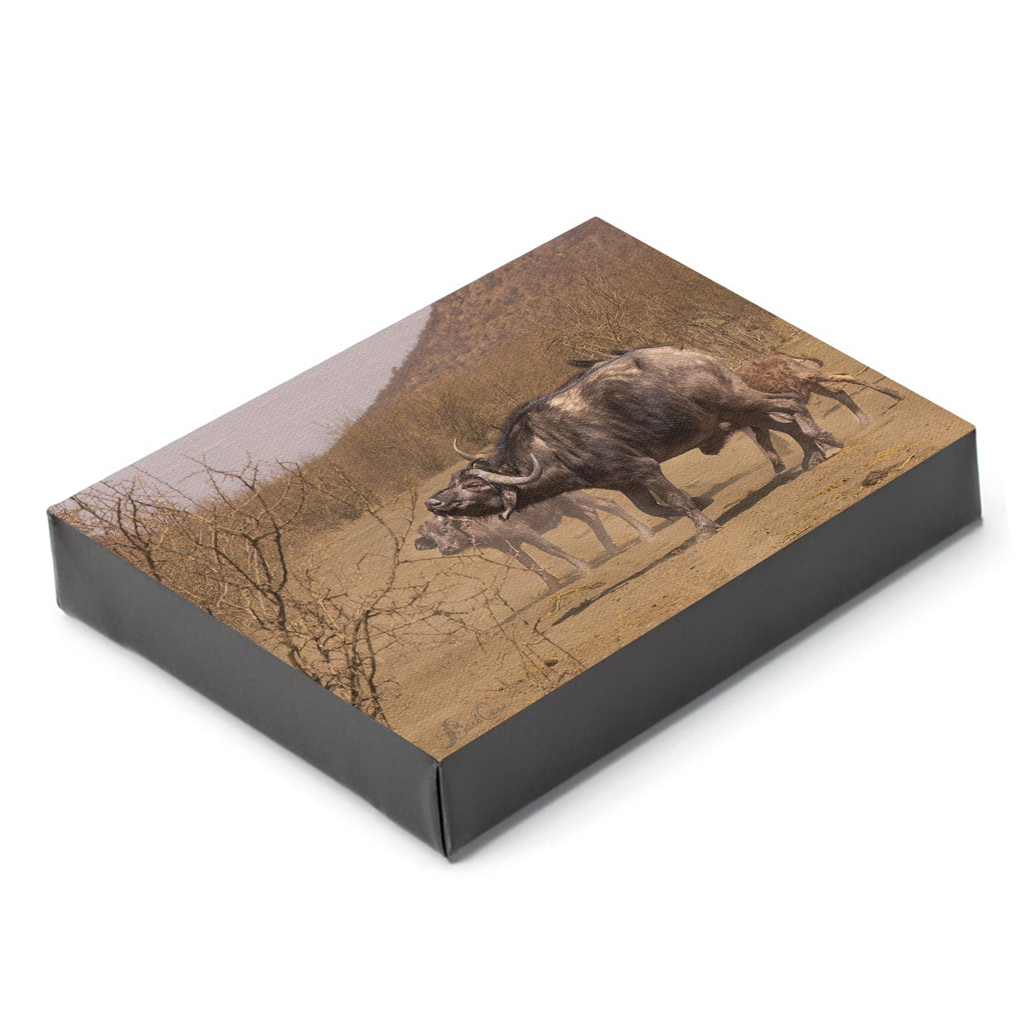 African Buffalo