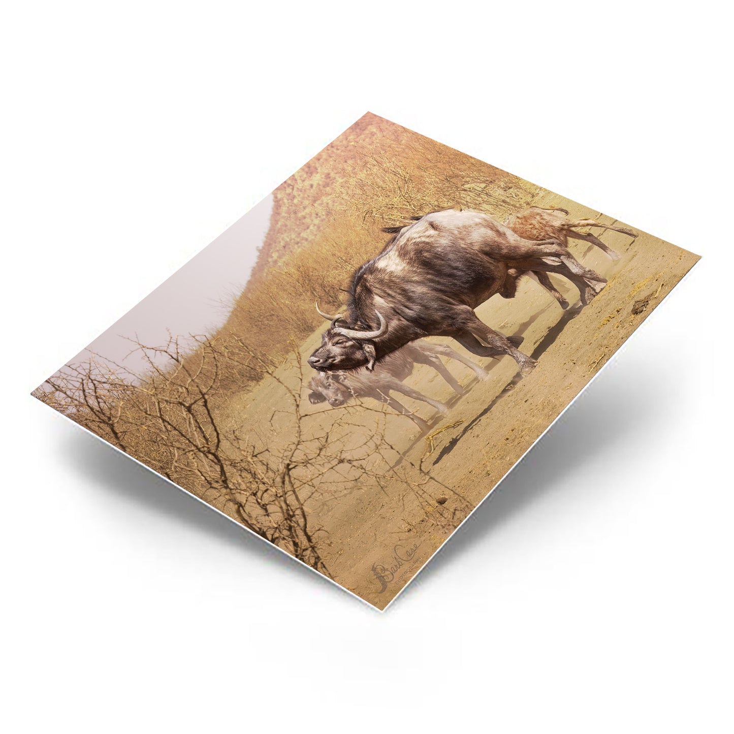 African Buffalo
