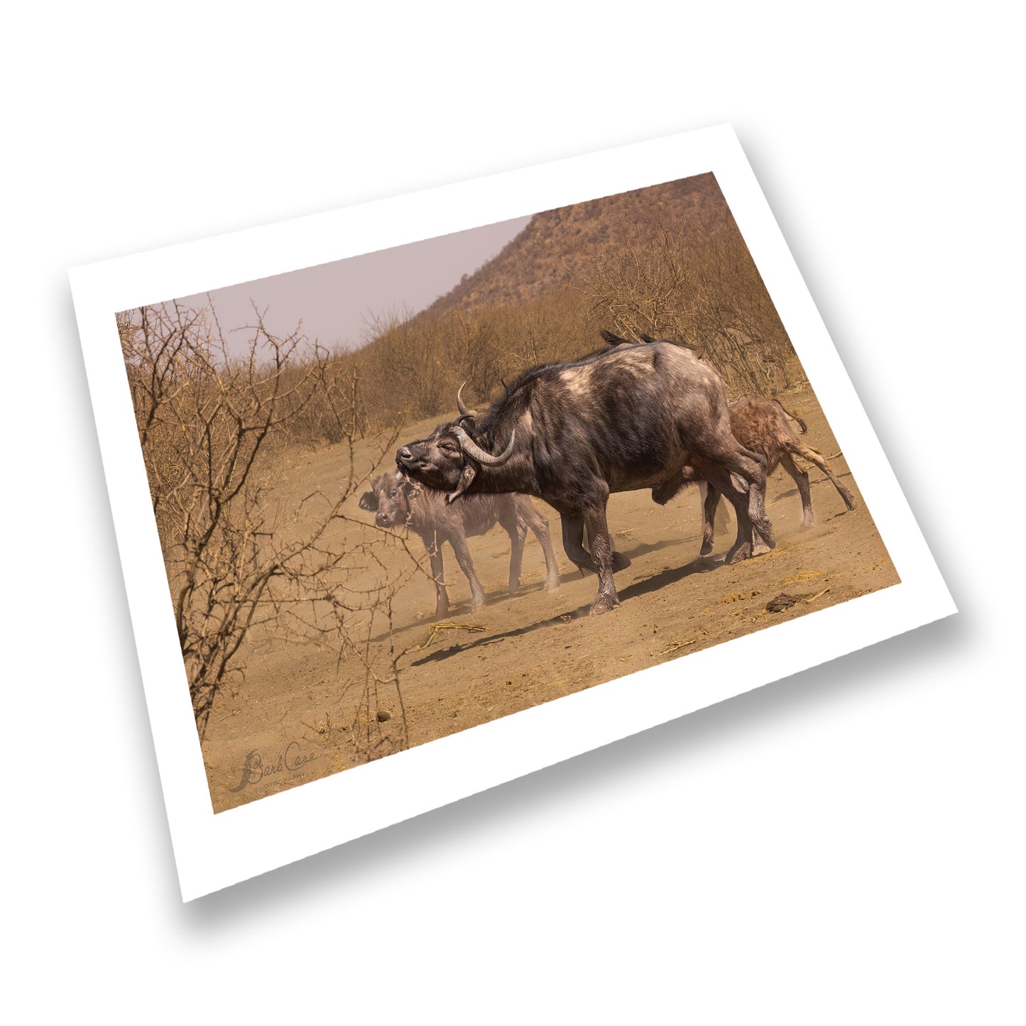 African Buffalo