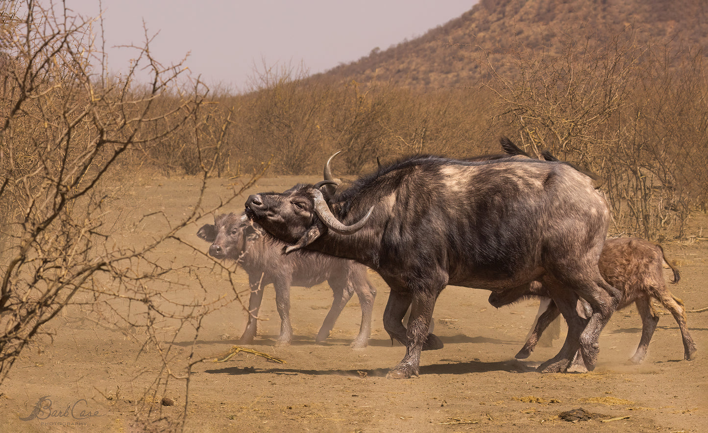 African Buffalo