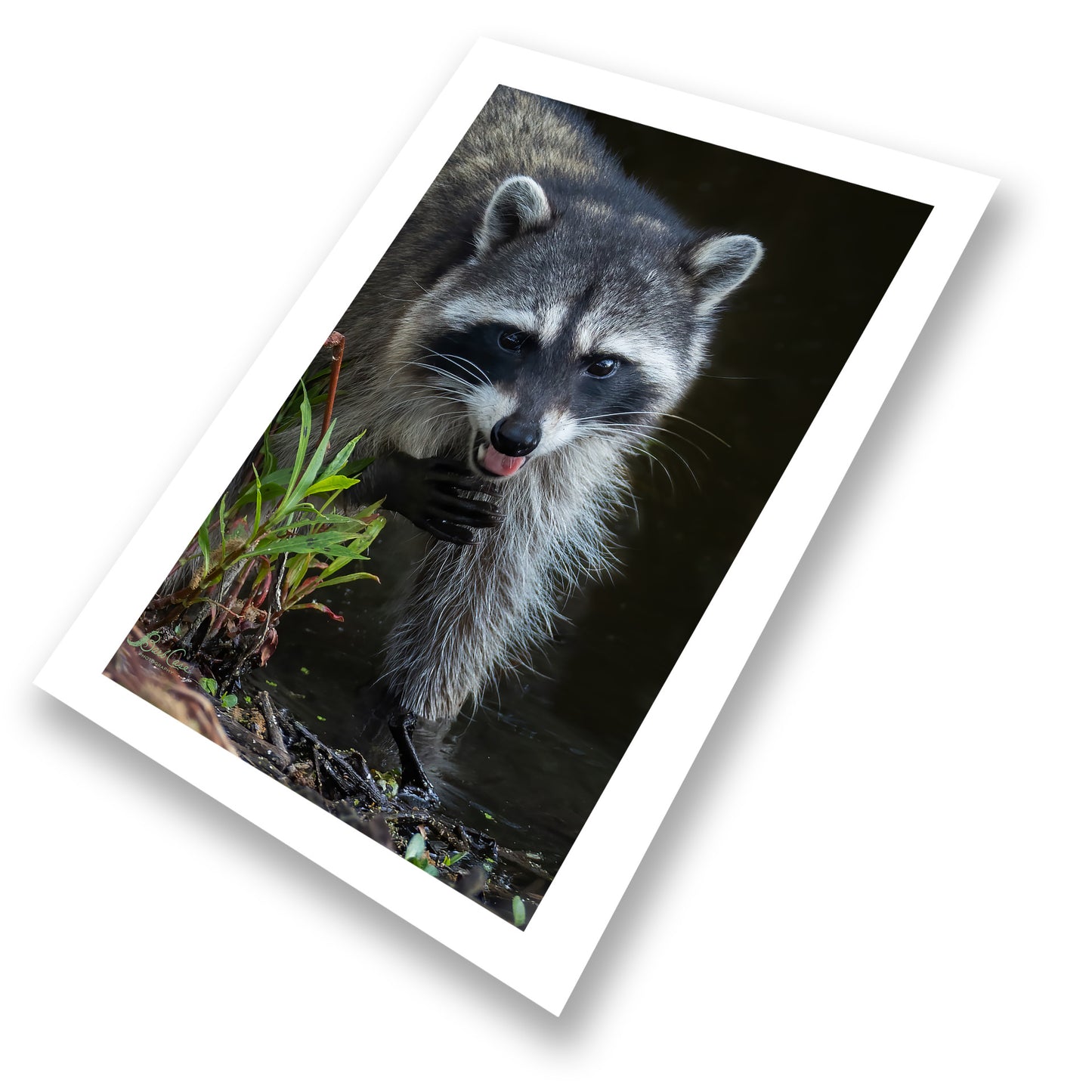 Bandit