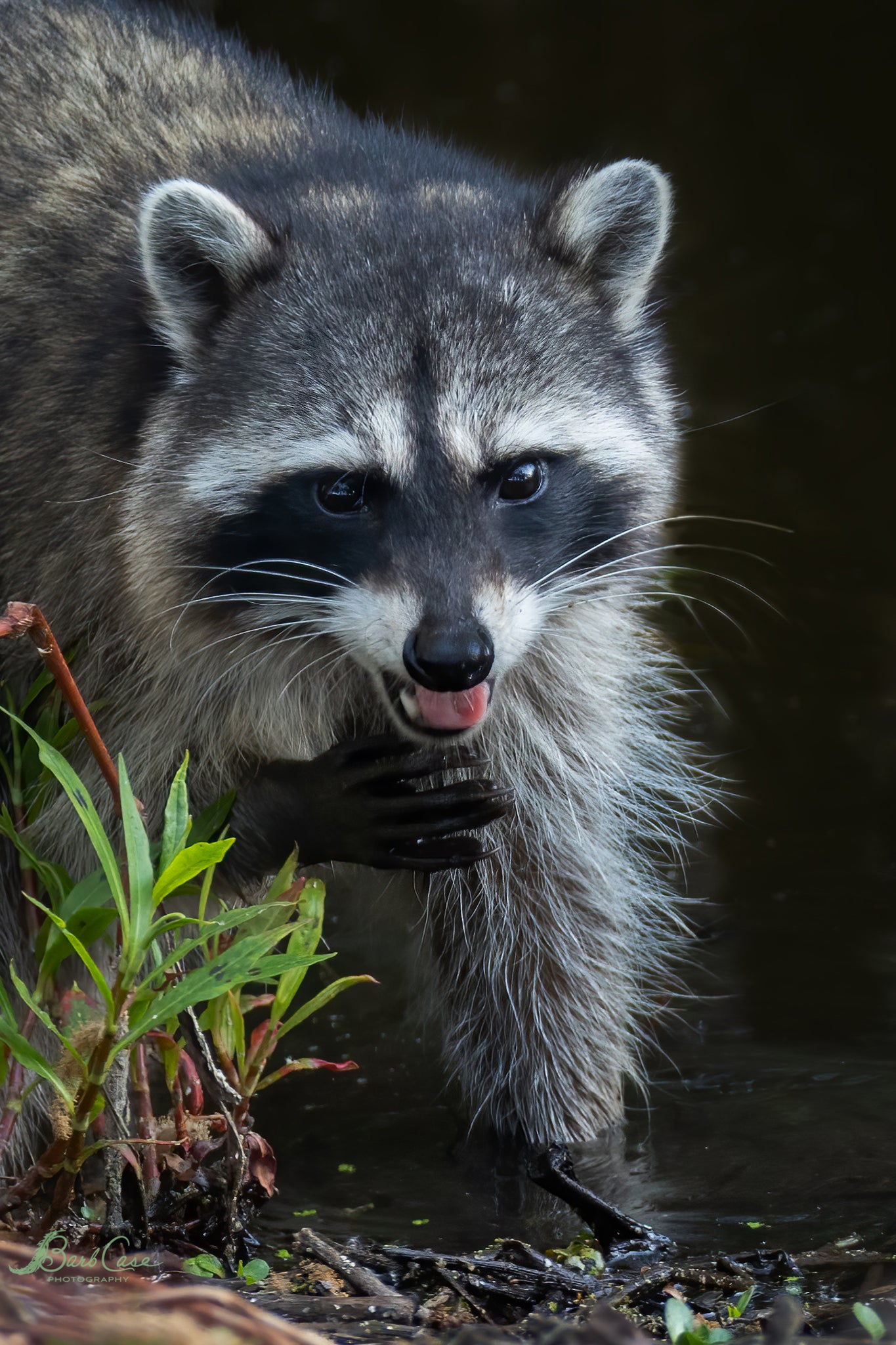 Bandit
