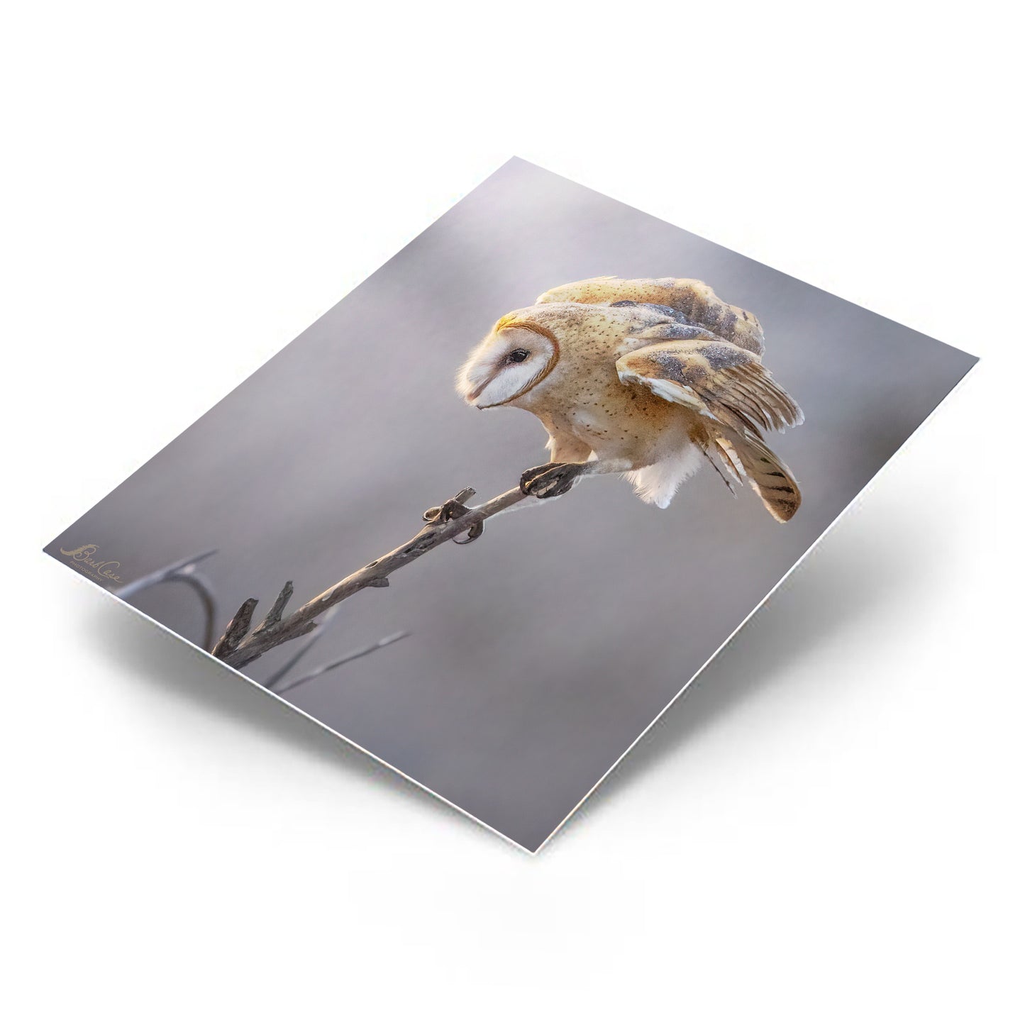 Barn Owl
