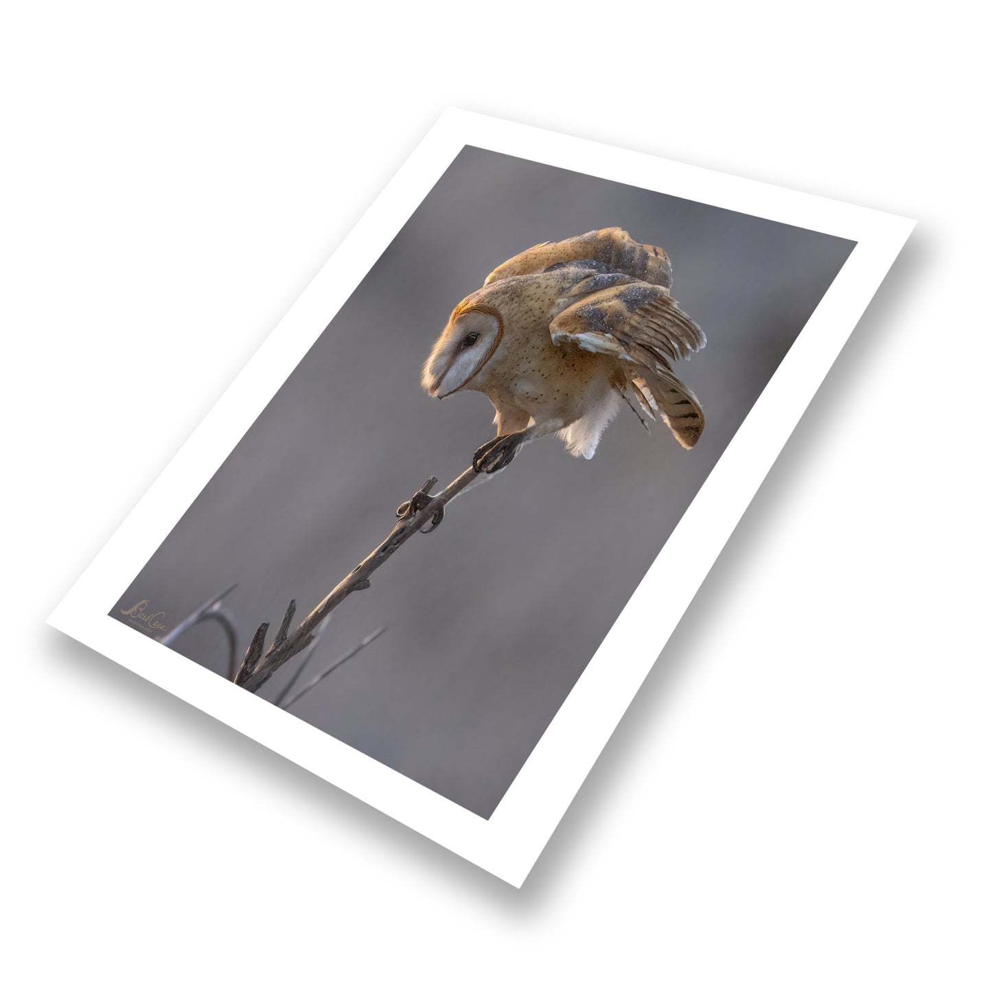 Barn Owl