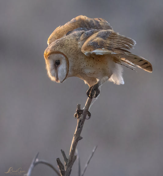 Barn Owl