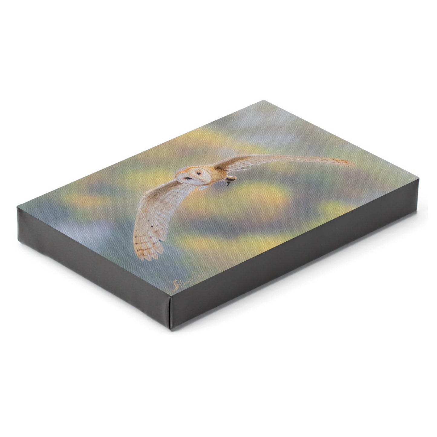 Barn Owl In Flight