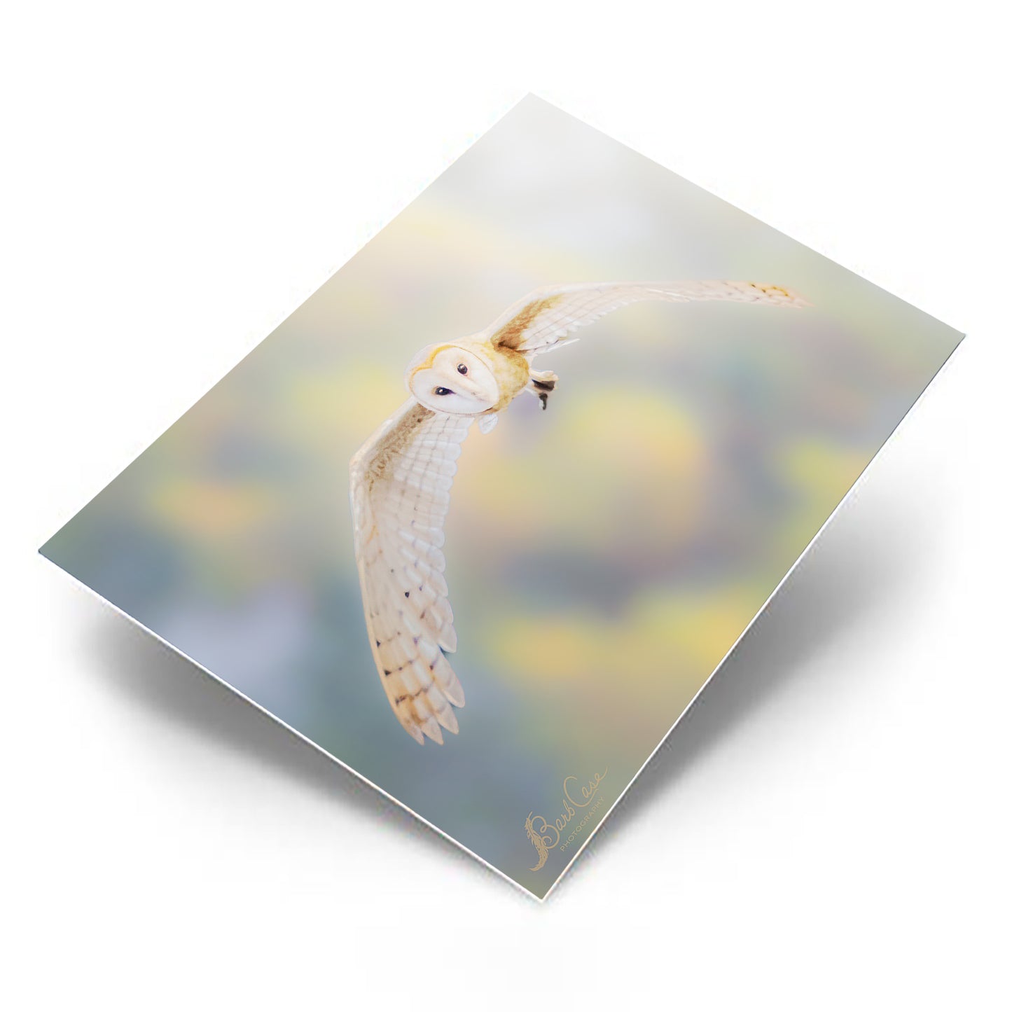 Barn Owl In Flight