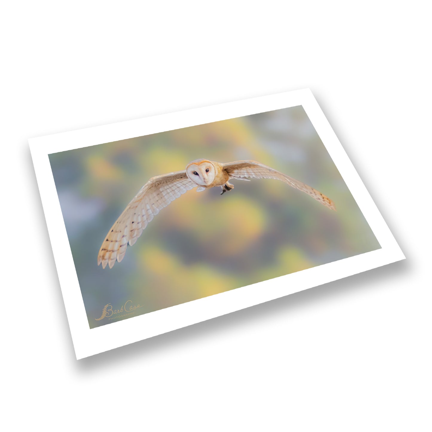 Barn Owl In Flight