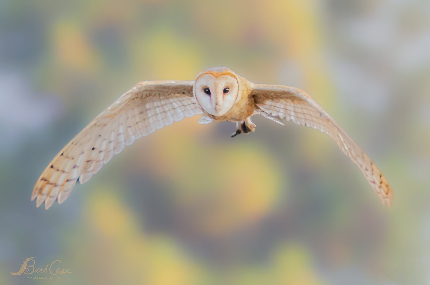 Barn Owl In Flight