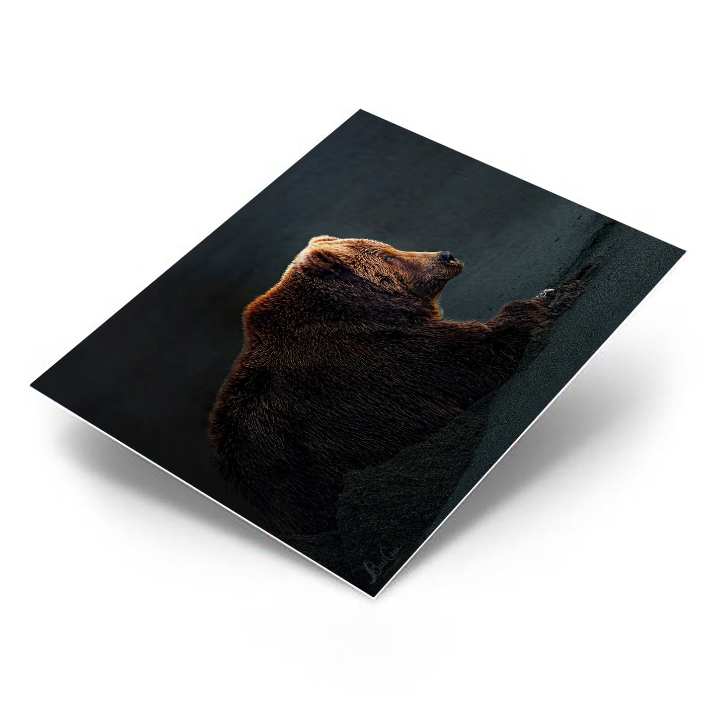 Bear At Daybreak