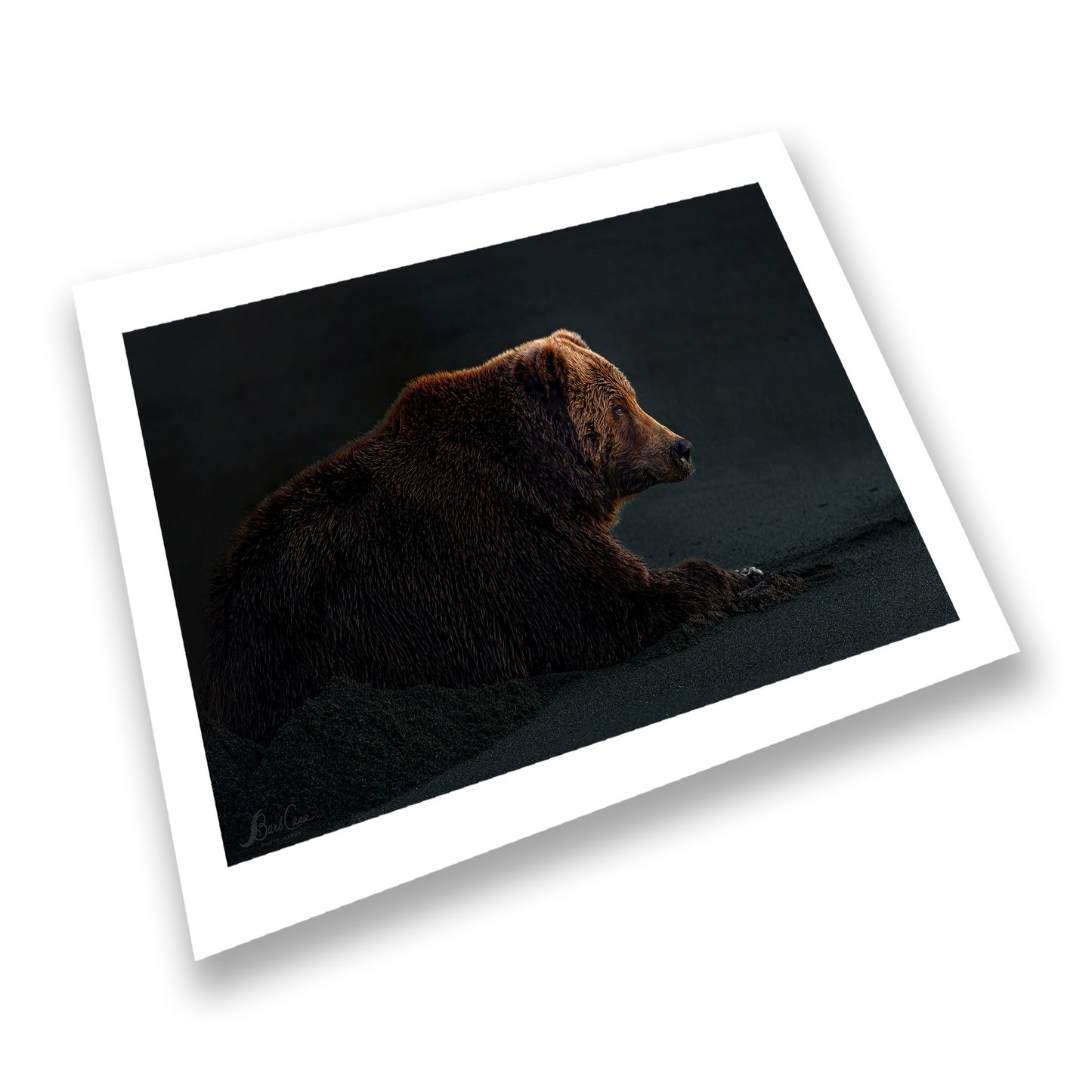 Bear At Daybreak