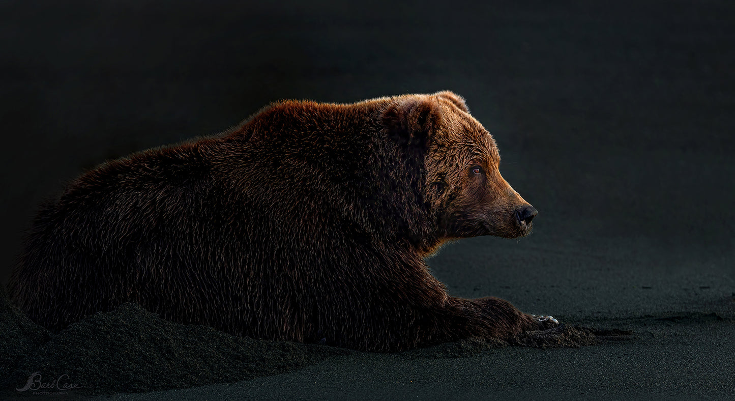 Bear At Daybreak