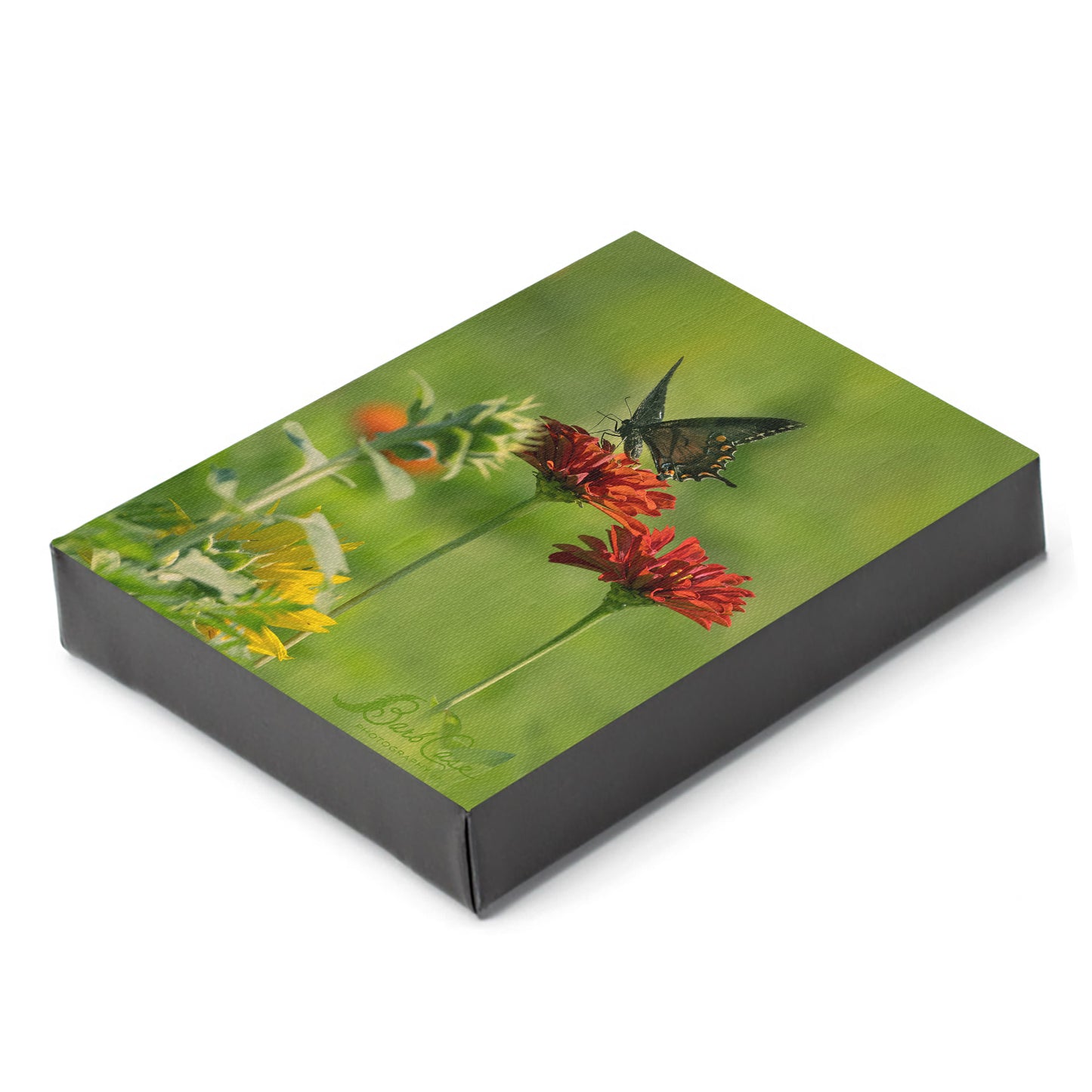 Black Swallowtail Among Zinnias