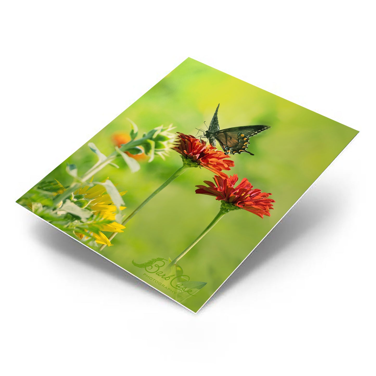 Black Swallowtail Among Zinnias