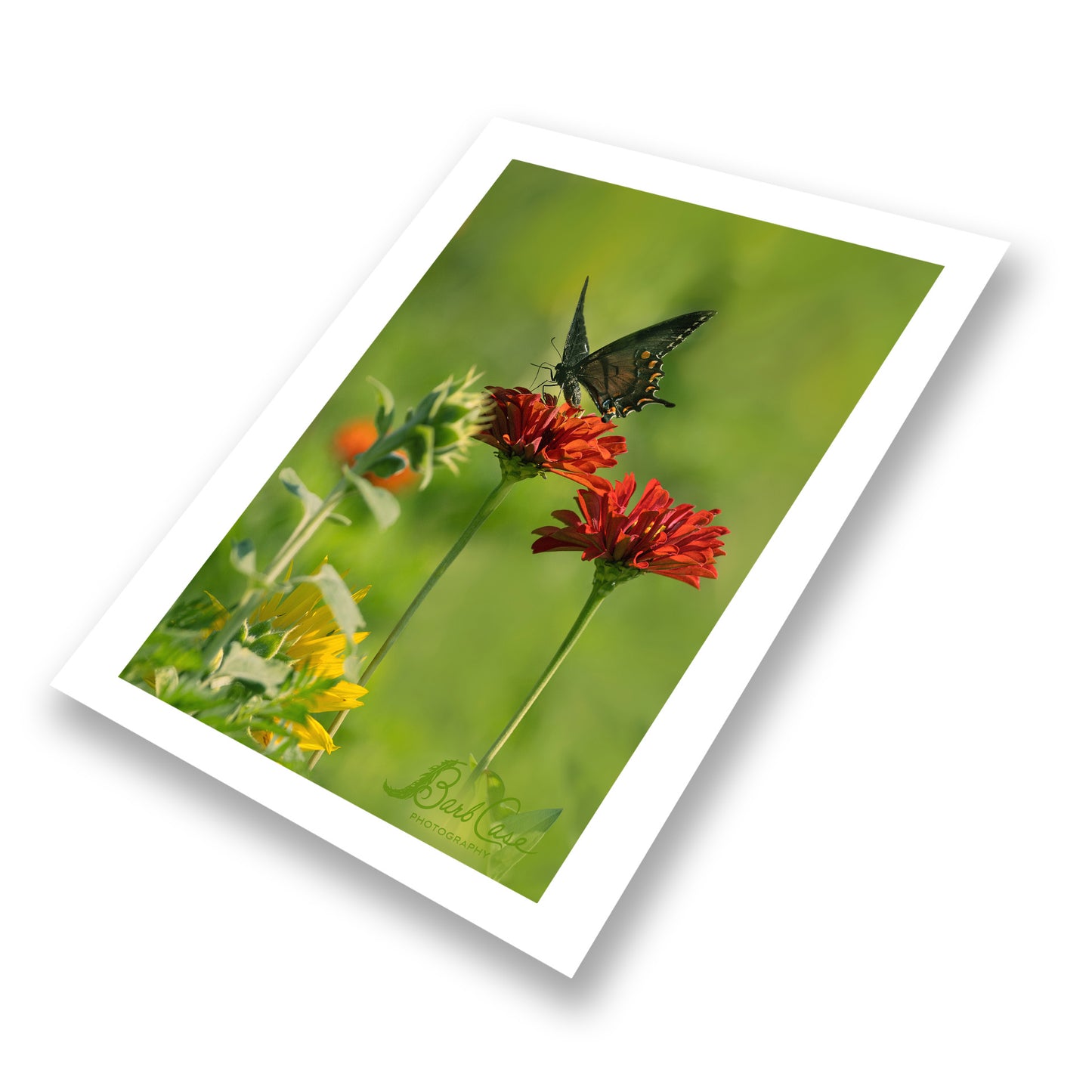Black Swallowtail Among Zinnias