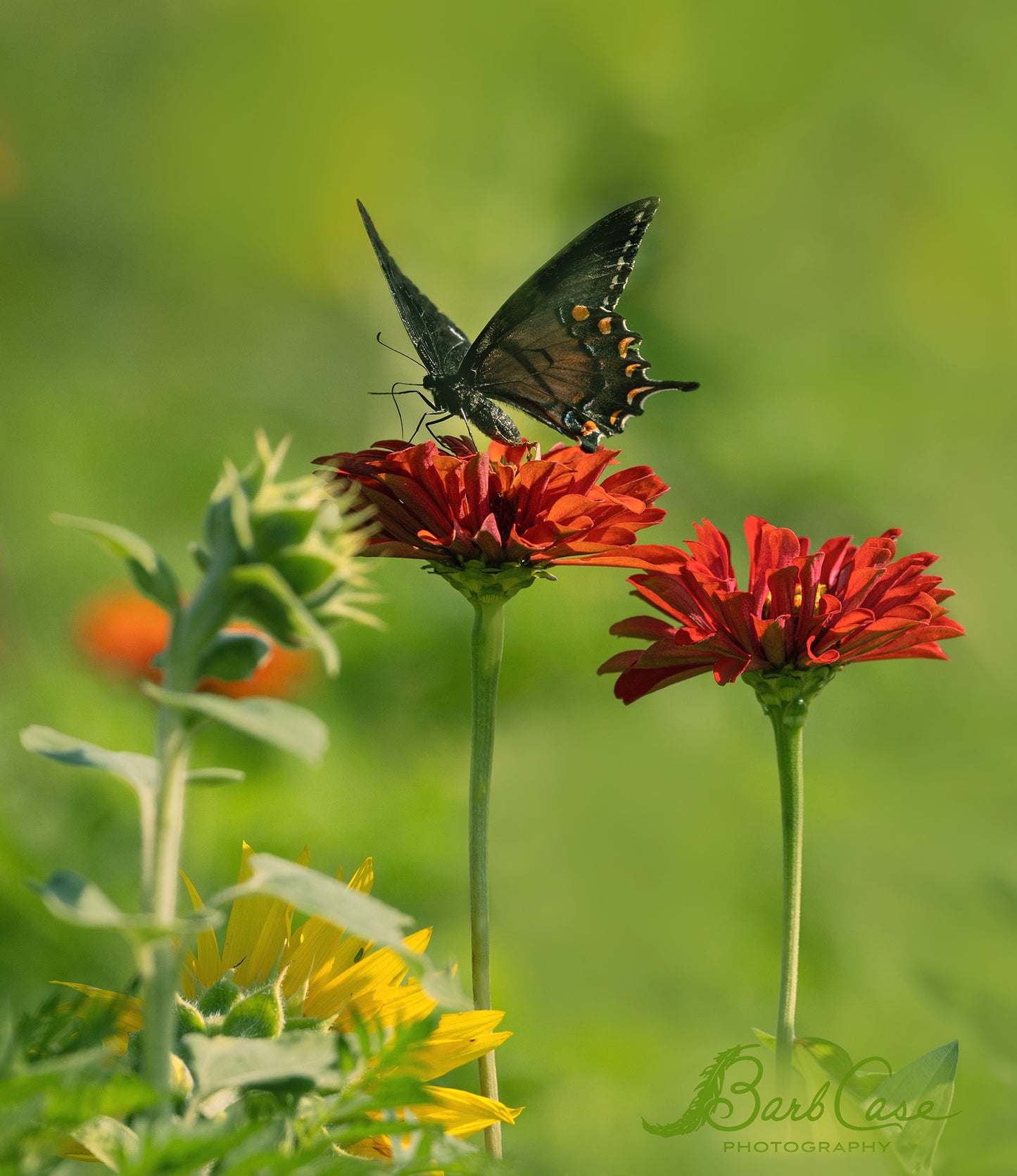 Black Swallowtail Among Zinnias