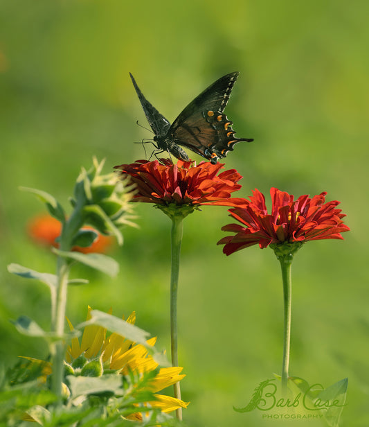 Black Swallowtail Among Zinnias