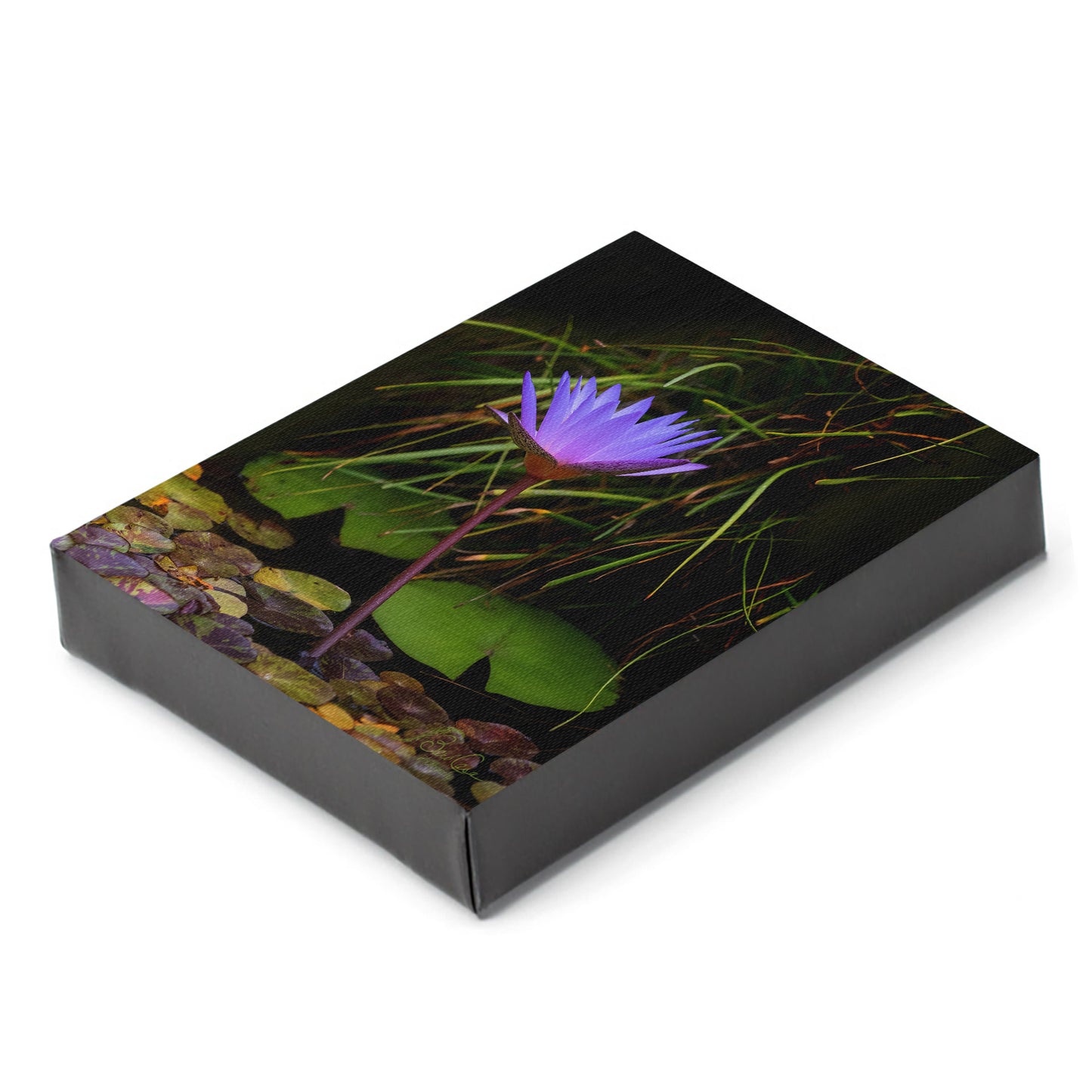 Blue Lotus