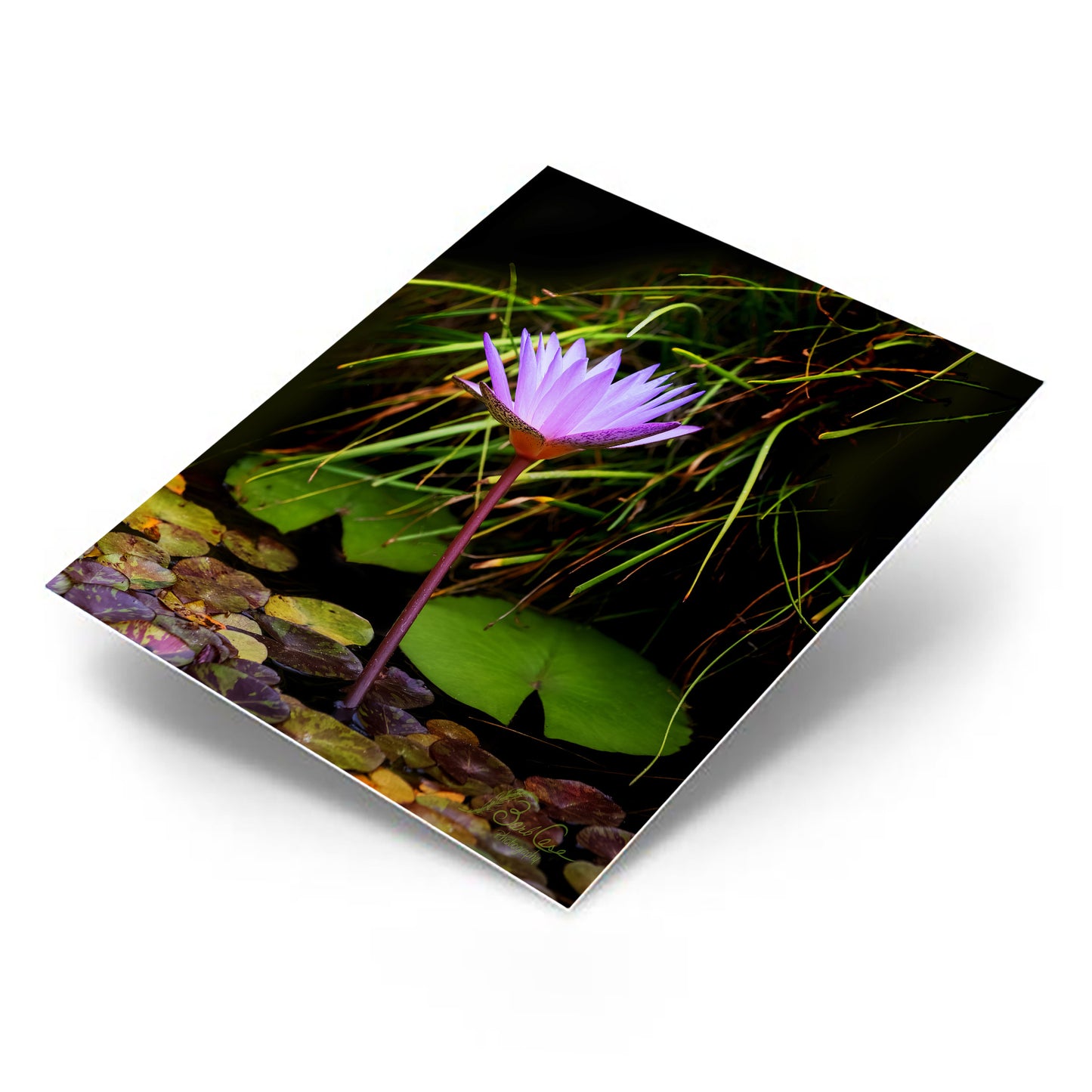 Blue Lotus