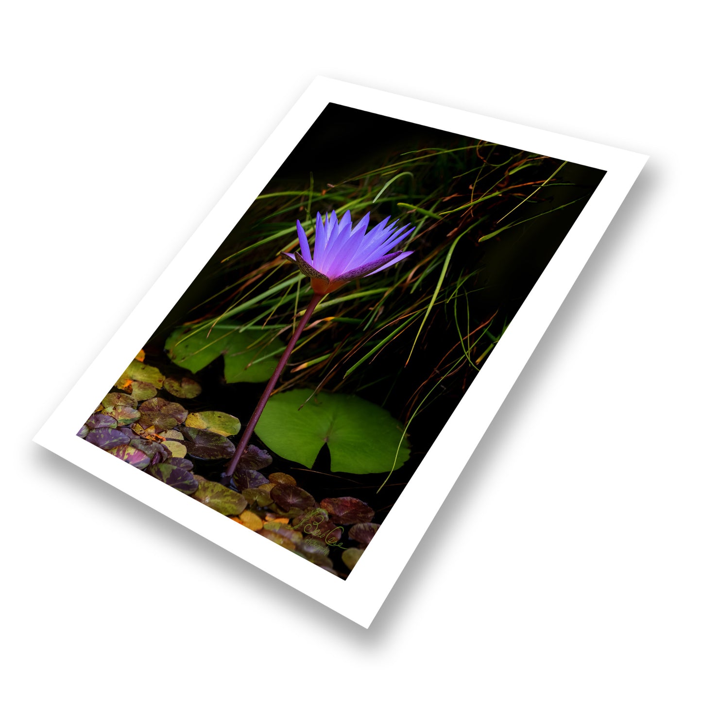 Blue Lotus