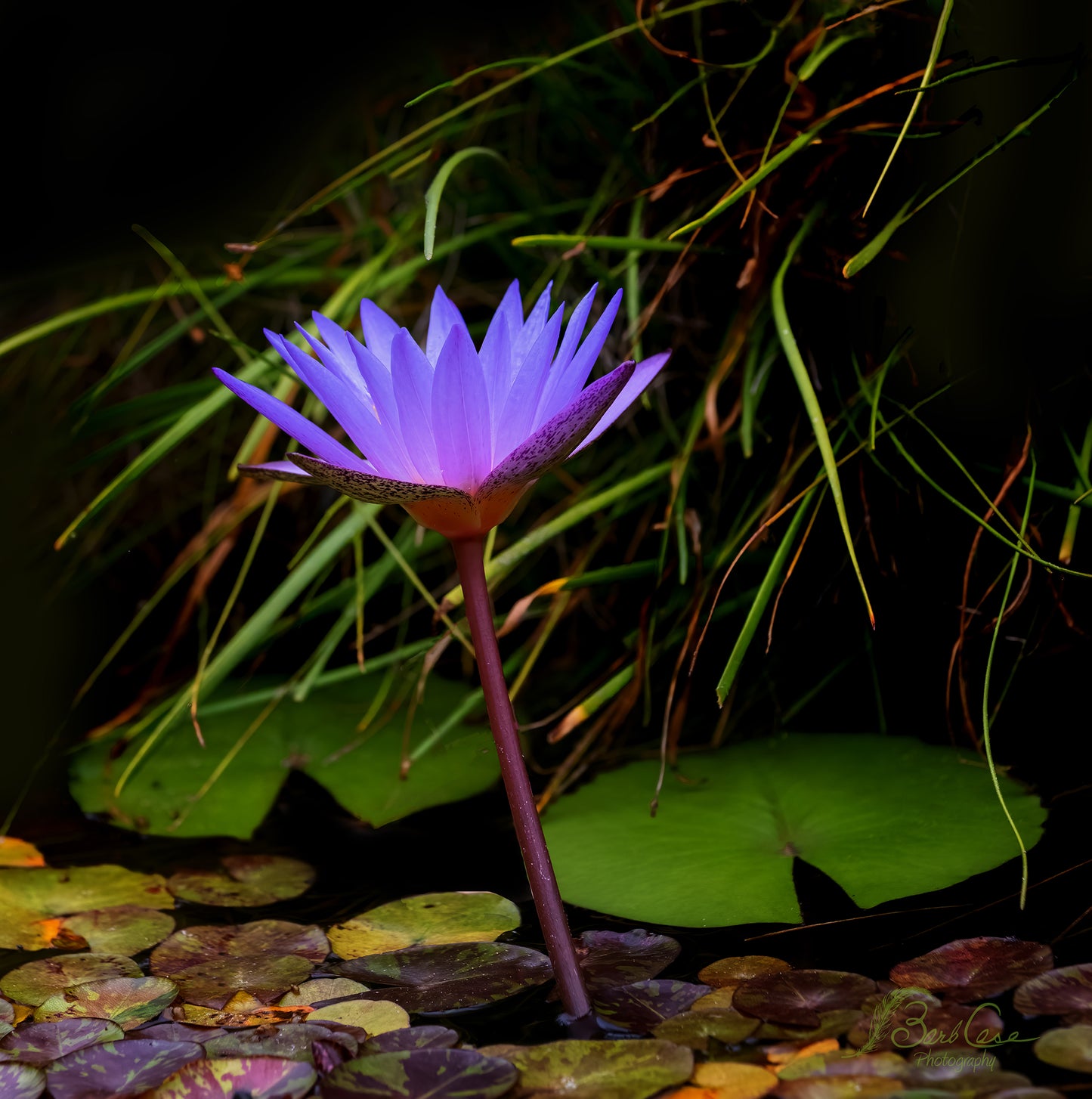 Blue Lotus