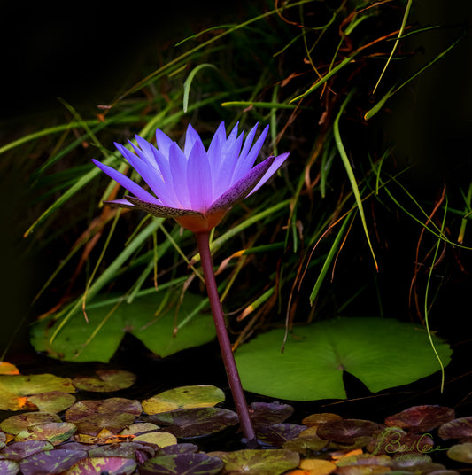 Blue Lotus