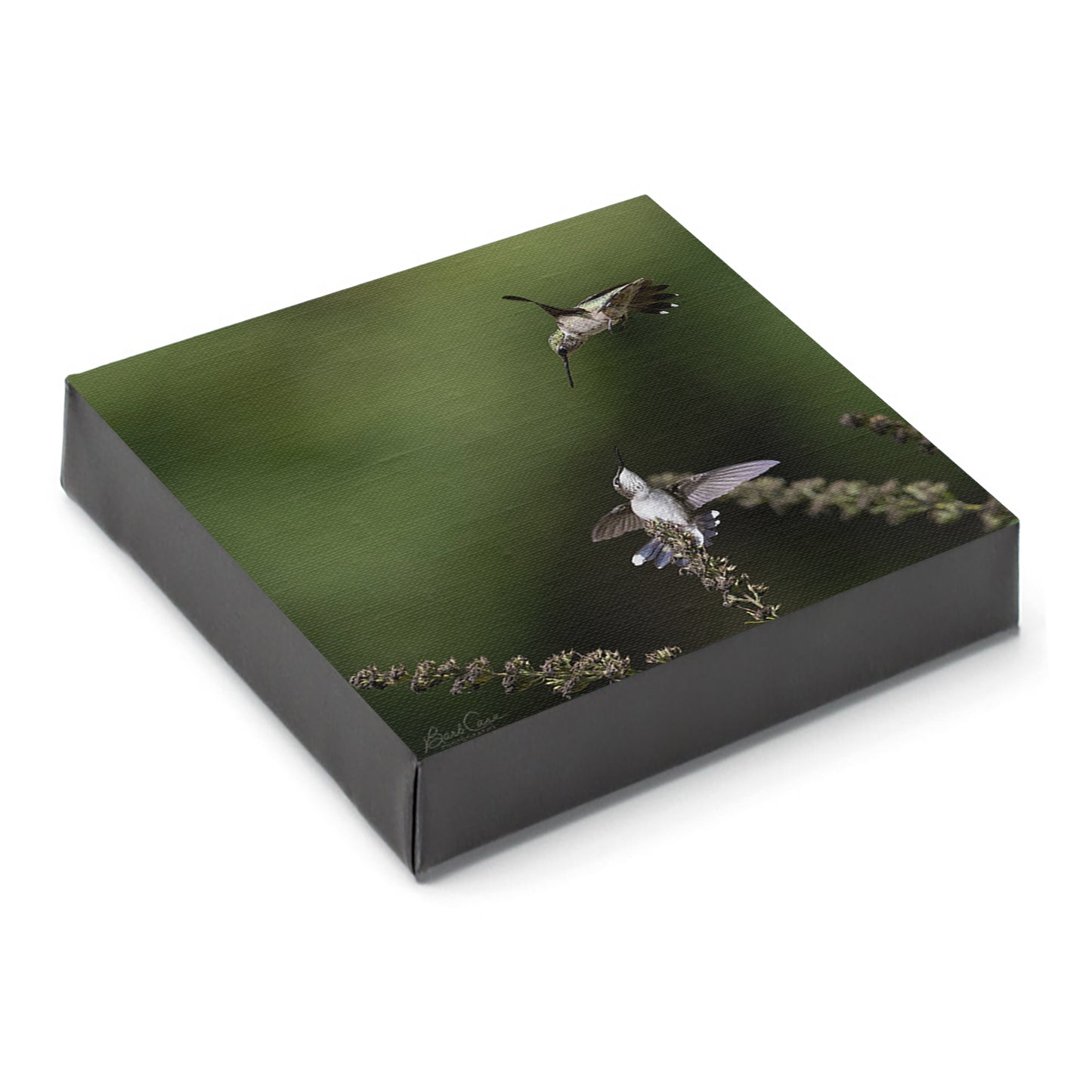 Ruby-throated Hummingbirds