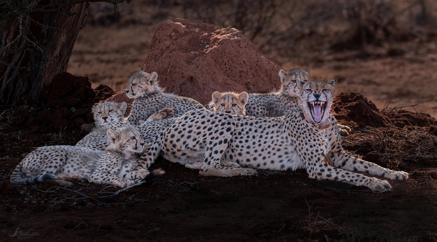 Cheetah Yawn