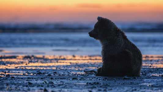 Cook Inlet Sunrise Cub