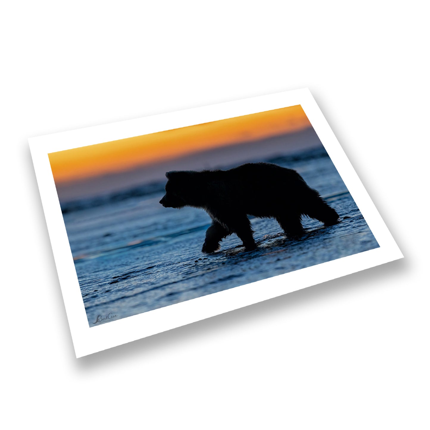 Cub At Sunrise