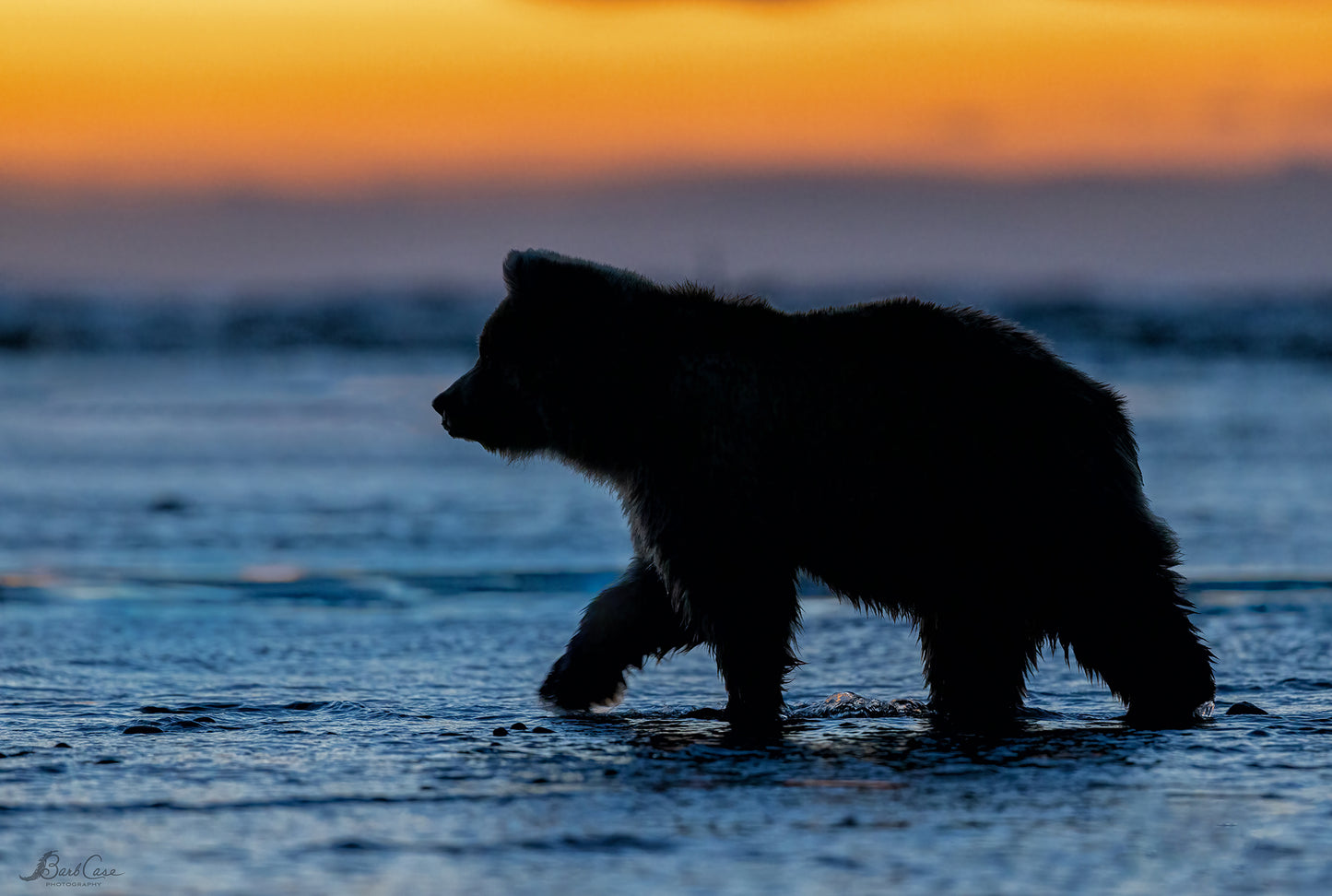 Cub At Sunrise