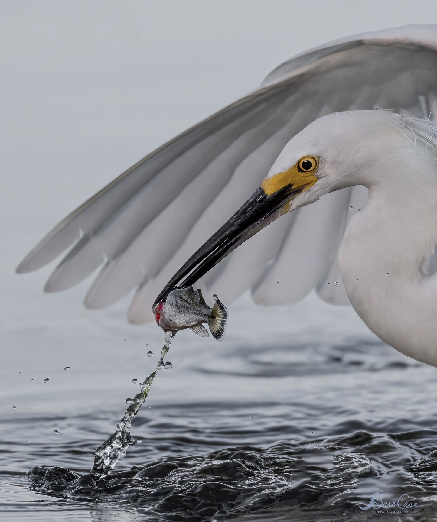 Dinner Under Wing