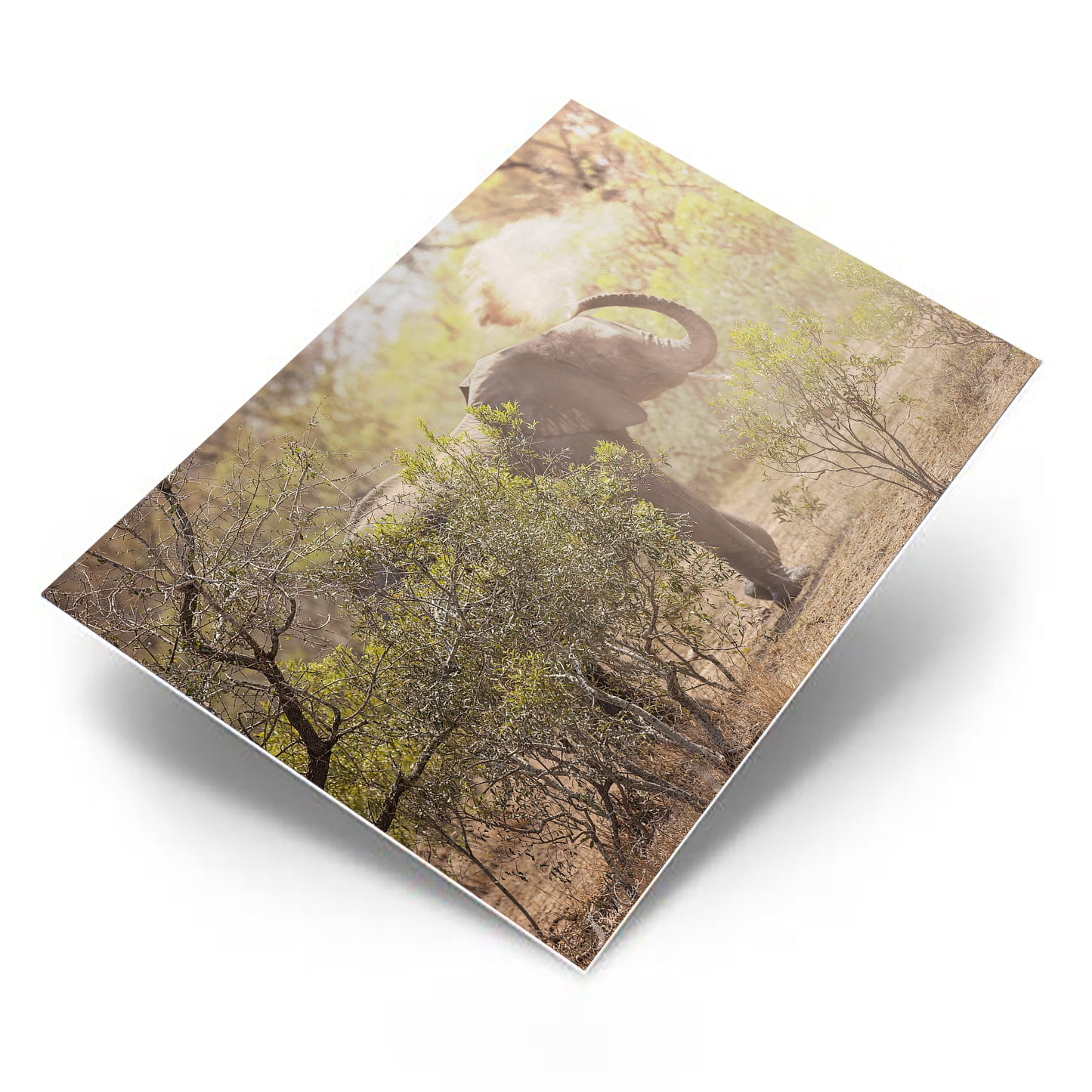 Dusty Elephant