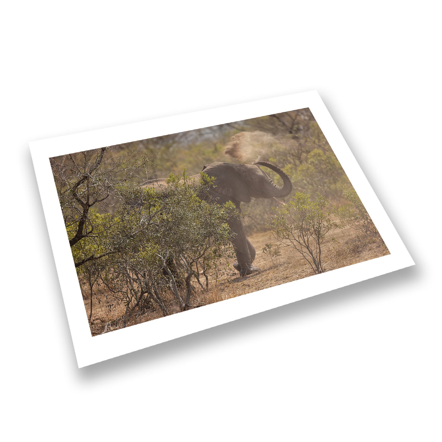 Dusty Elephant
