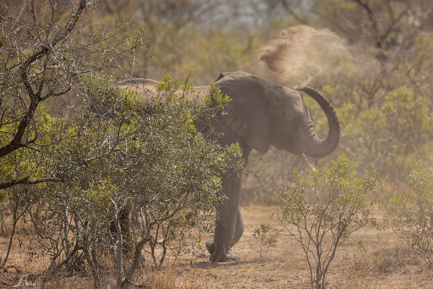 Dusty Elephant