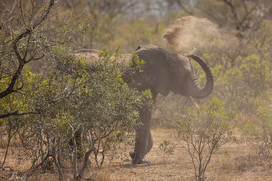 Dusty Elephant