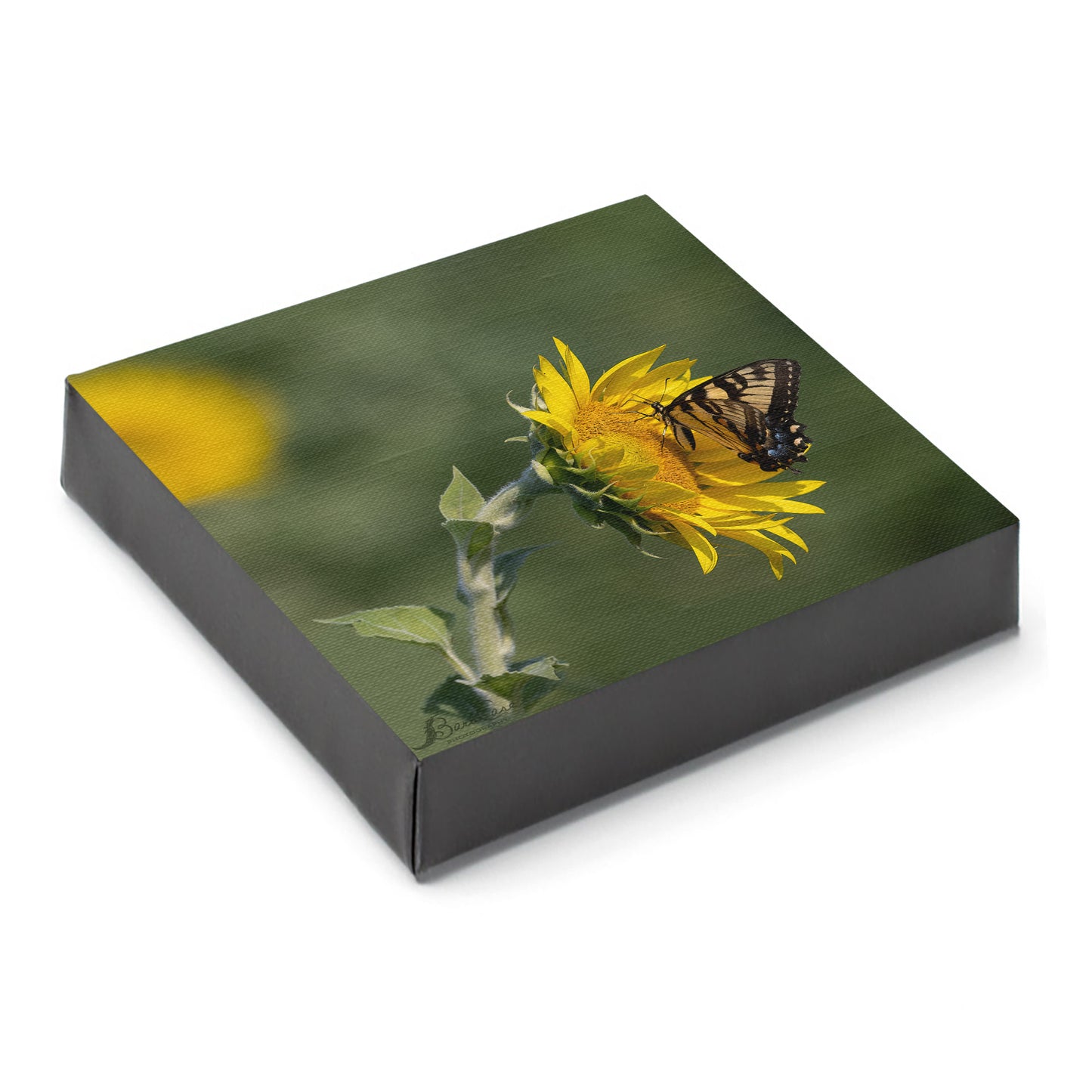 Eastern Tiger Swallowtail