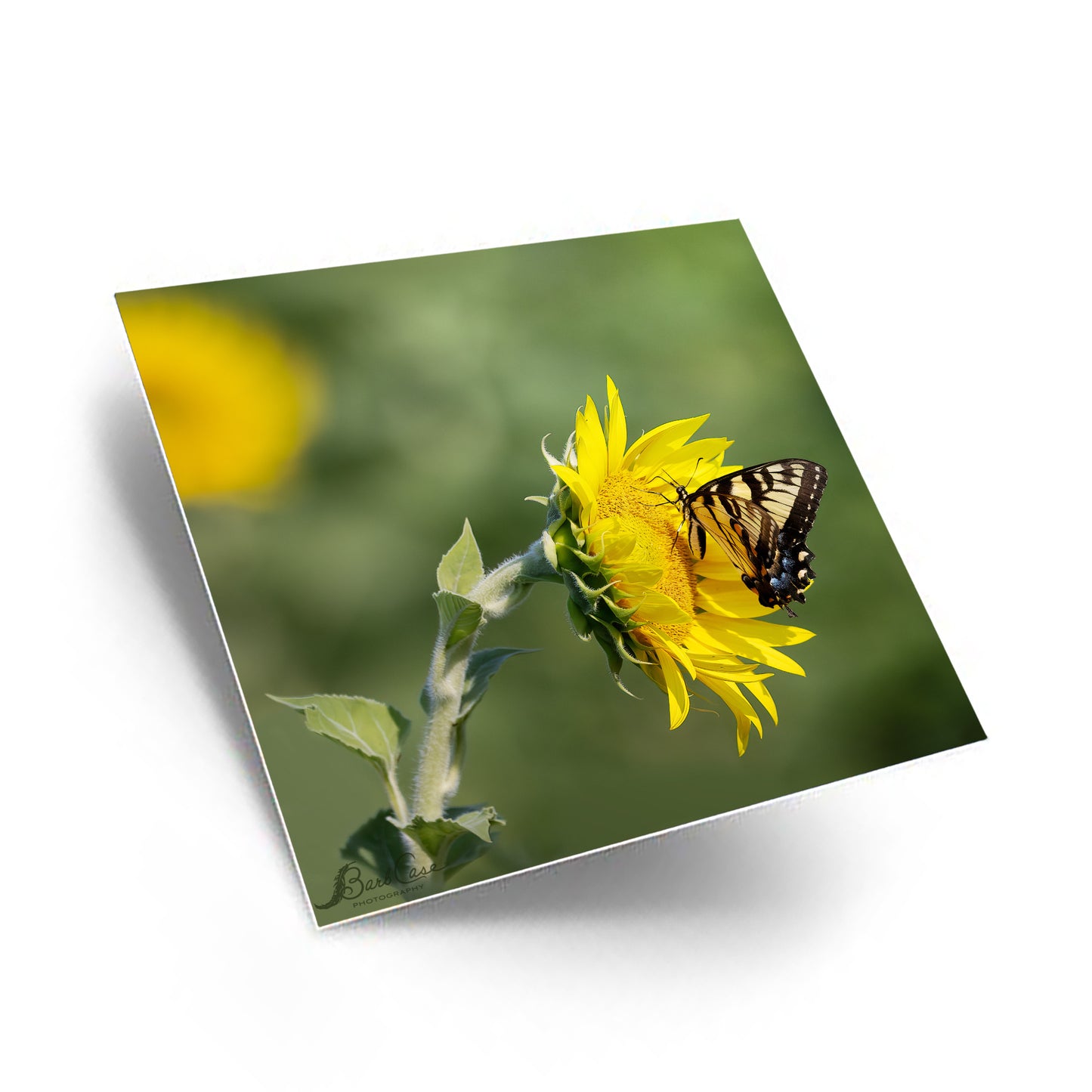 Eastern Tiger Swallowtail
