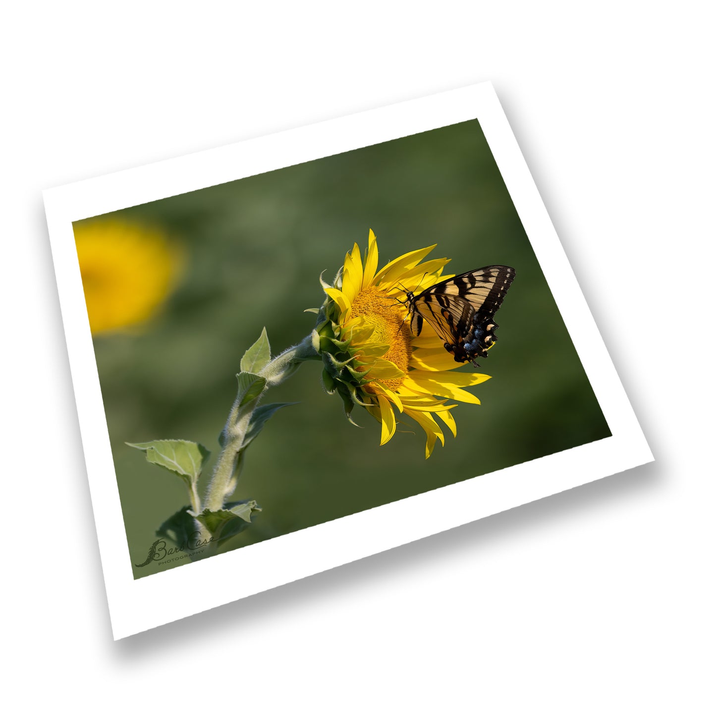 Eastern Tiger Swallowtail