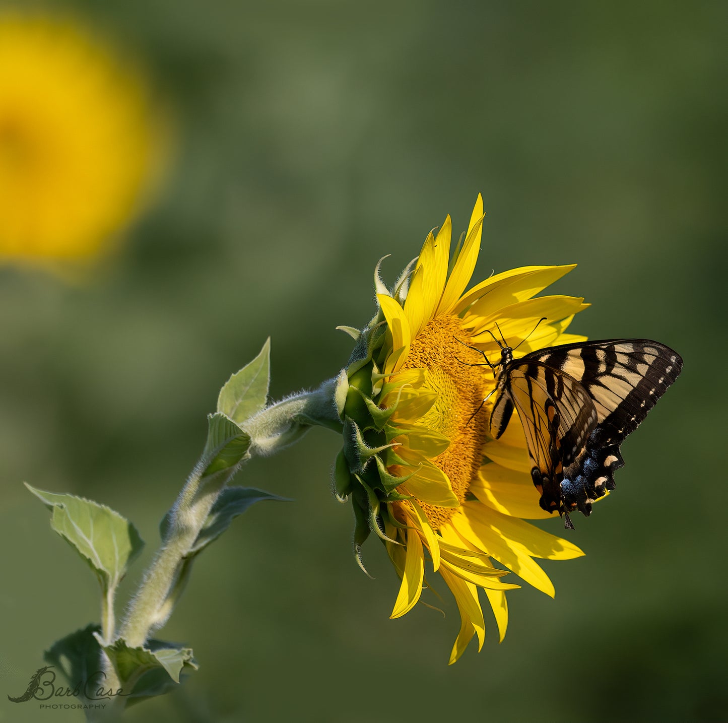 Eastern Tiger Swallowtail
