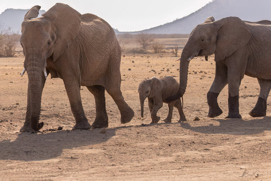Elephant Family