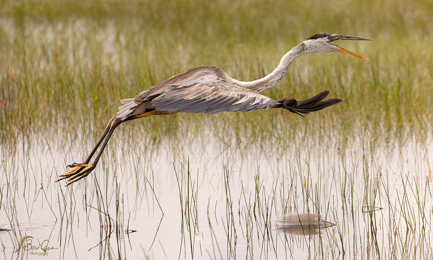 Everglades Flight