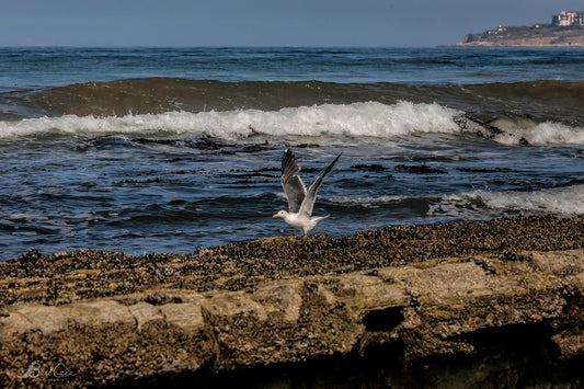 Gull Along the Pacific