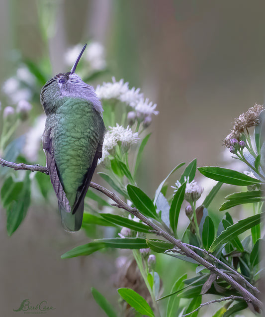 Hummer In Green