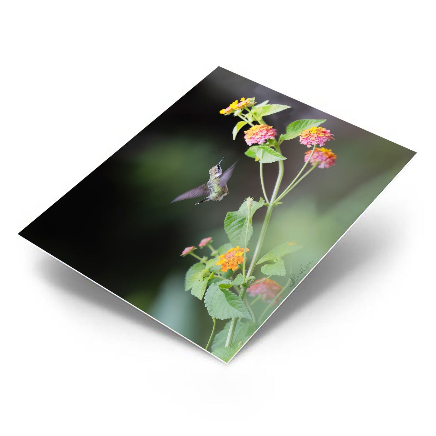 Hummingbird Among Lantana 1