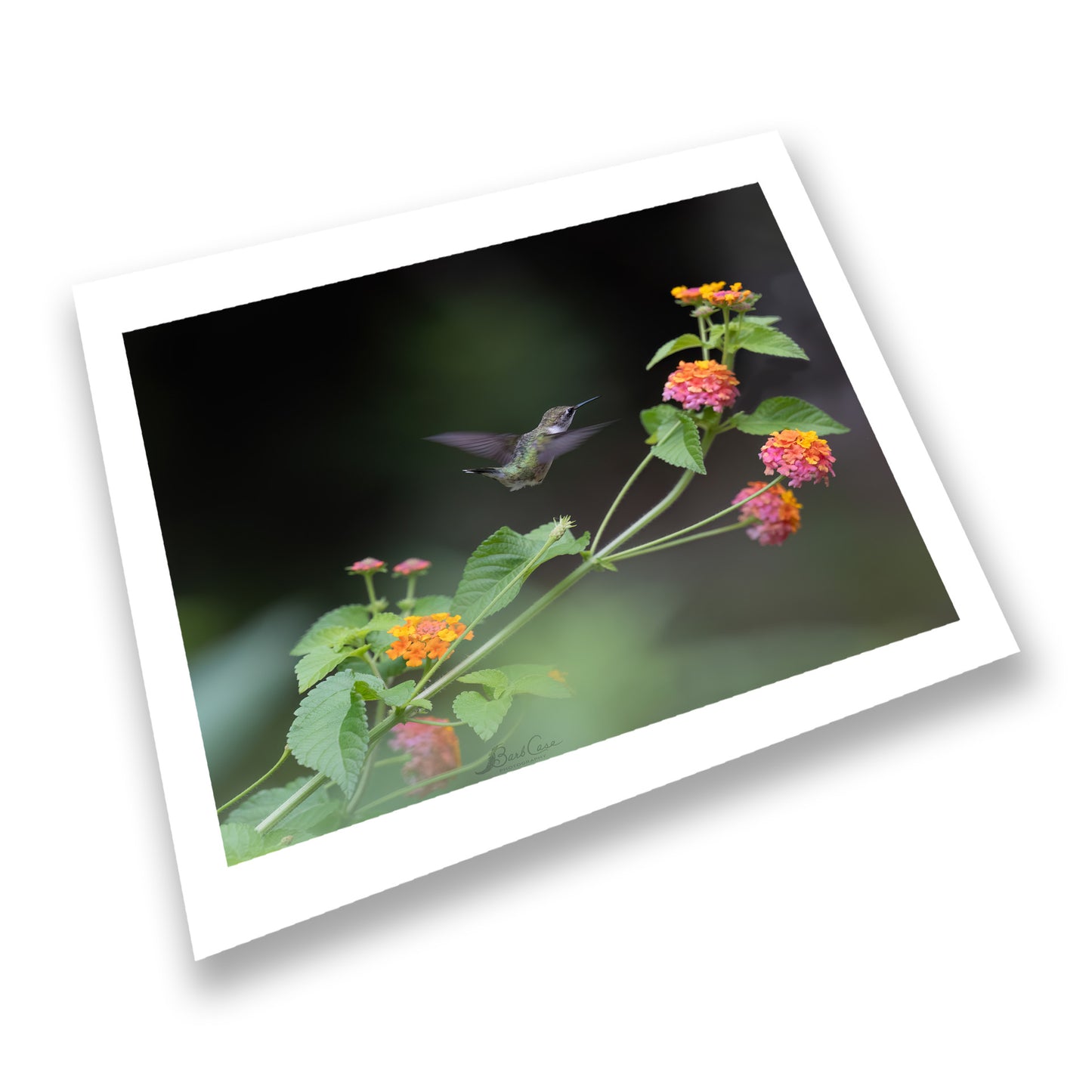 Hummingbird Among Lantana 1