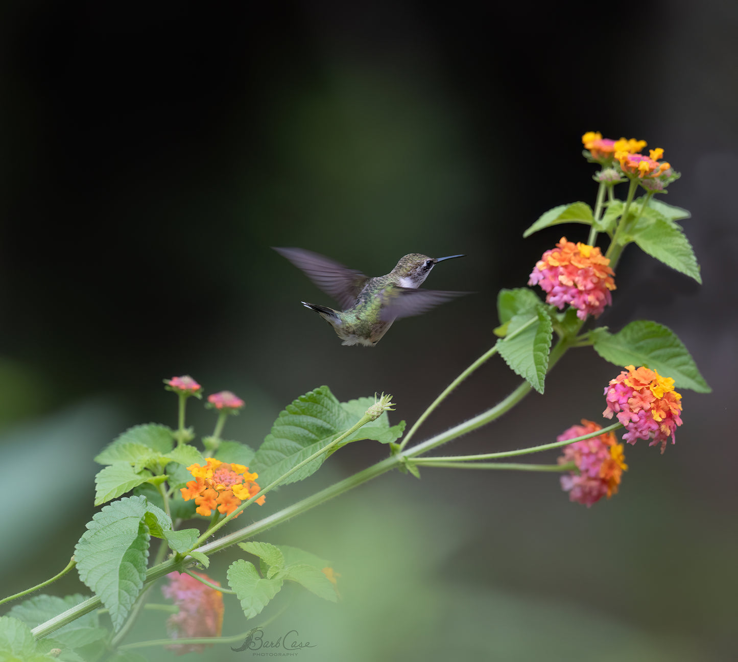 Hummingbird Among Lantana 1