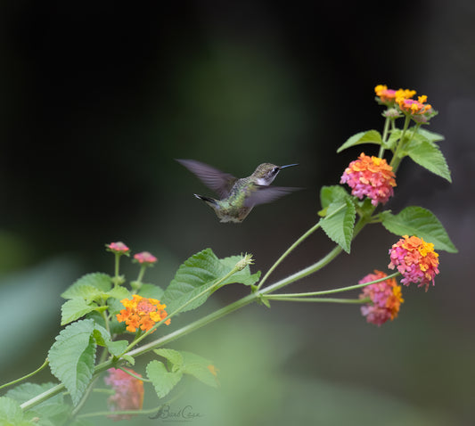 Hummingbird Among Lantana 1