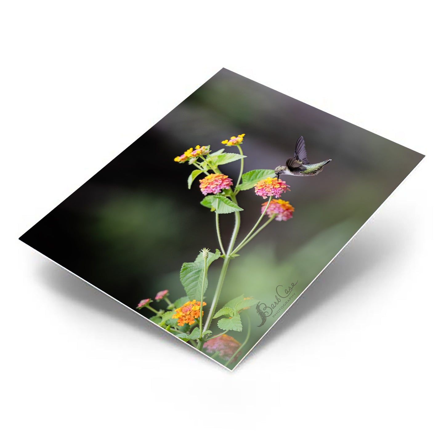 Hummingbird Among Lantana 2